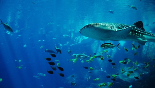 whale-shark-281498_1280.jpg