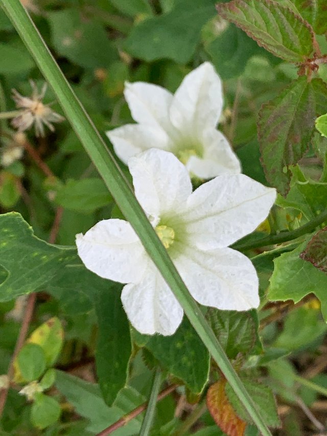 white flower4.jpg
