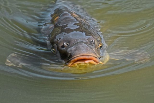 carp-4414035__480.jpg