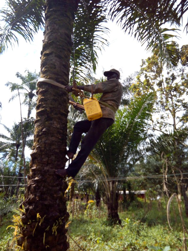 2000px-Palm_Wine_Tapping_in_Bamunka.jpg