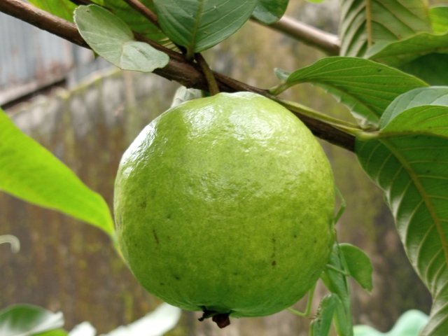 পেয়ারা (2).jpg