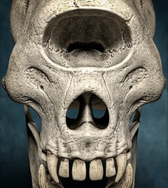 cyclop skull8 retouch.jpg