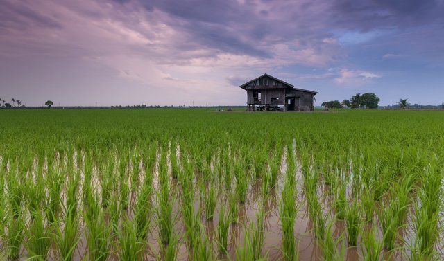 rice-field-1866498_1280.jpg