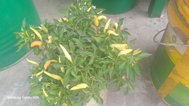 20250312_095945.jpg