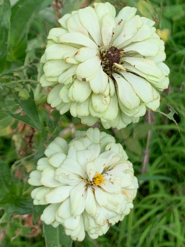 nature109.jpg