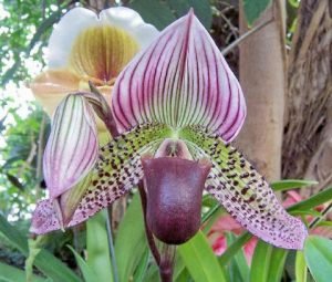 Lady-slipper-orchidatl-ave-300x255.jpg