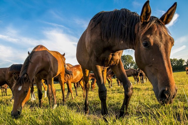 horses-1622167_1280.jpg