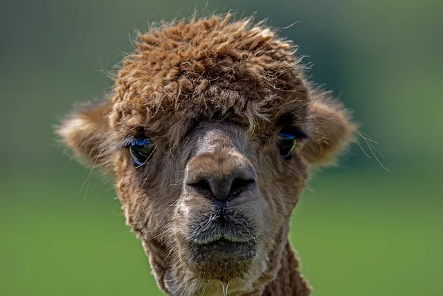 alpaca-8108043_1280.webp