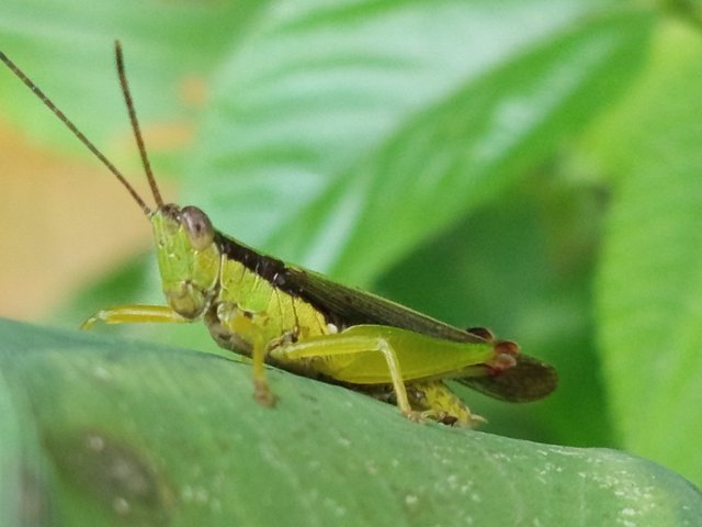 ঘোড়াপোকা (4).jpg