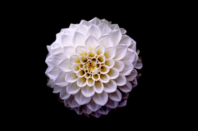 dahlia-2928335_960_720.jpg