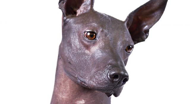 inca-hairless-dogian-orchid-pictures-posters-news-and-videos-on-yourianincaorchid_hero-breeders-dogs.jpg