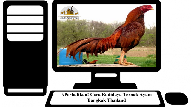 Ternak Ayam Bangkok Thailand.png