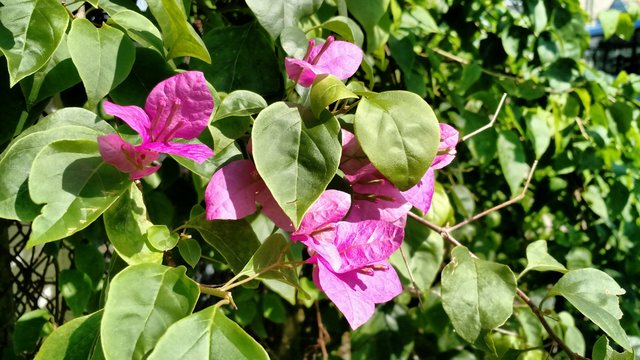 IMG_20161027_090218092.jpg