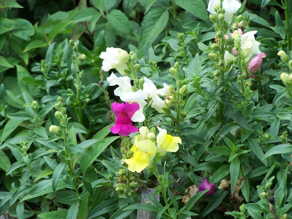 New Herb - Row 3, snapdragons crop September 2019.jpg