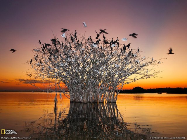 natbg.com-rivers-plant-middle-river-white-birds-plants-branchs-black-beautiful-sunset-pictures-for-desktop.jpg