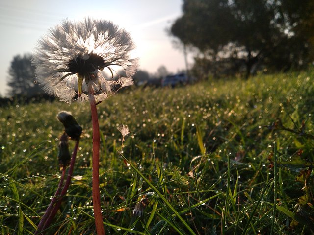 dandelion