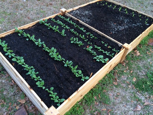 raised-bed-seedlings-MCJ.jpg