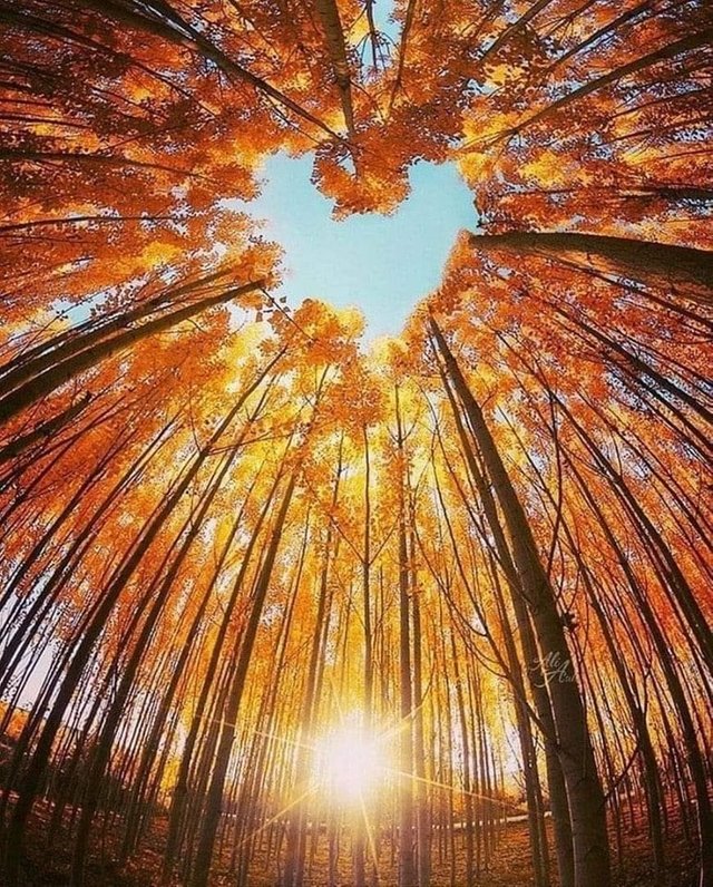 Trees - Imgur.jpg