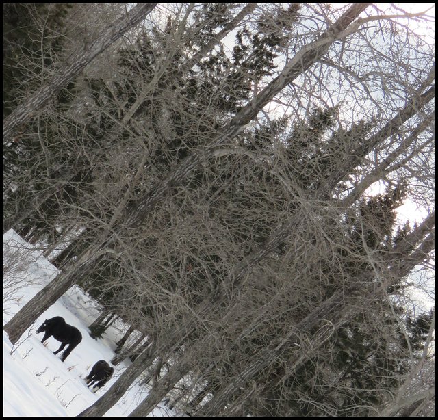 2 jeremys black horses on frozen pond with trees all around horizontal.JPG