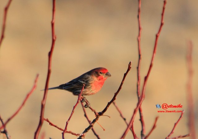 House Finch IMG_0233.JPG