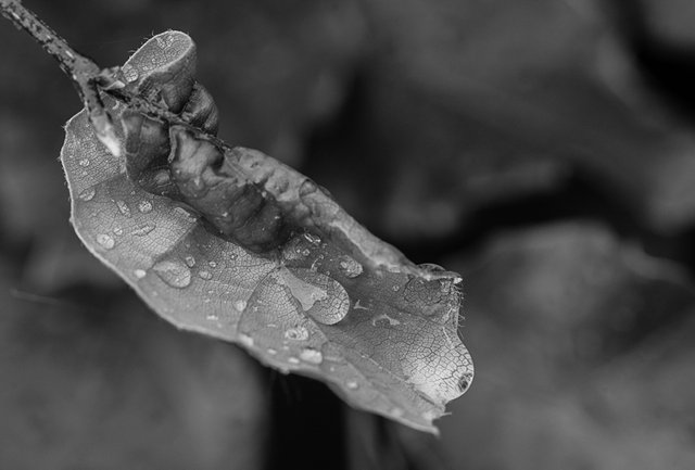 24-05-2018-mono-macro-raindrops-05144.jpg