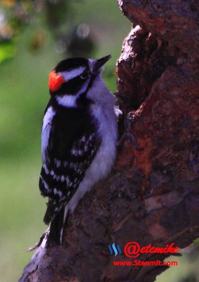 Downy Woodpecker PFW16.jpg