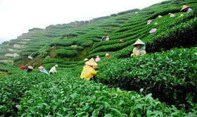 sylhet-tea-garden-beautiful-bangladesh.JPG