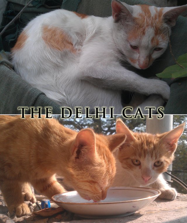 delhi-cats.jpg