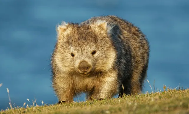 wombat-australia (1).webp