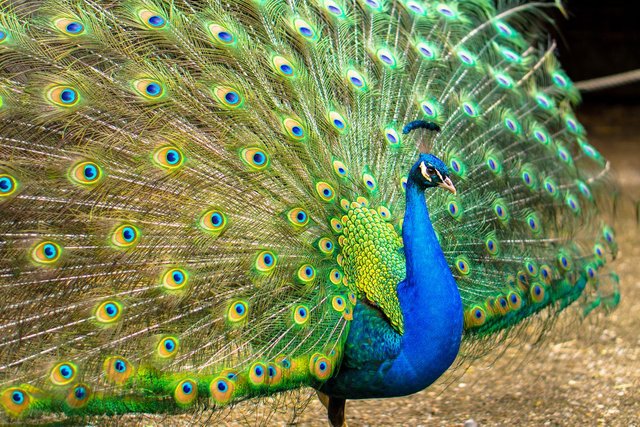 1-pavo-real_0.jpg