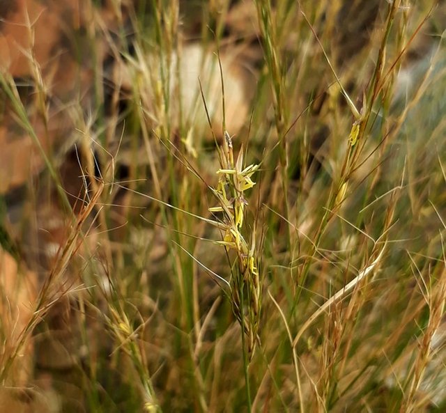 grass flower.jpg