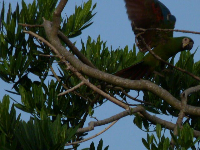 Parrot (13).JPG