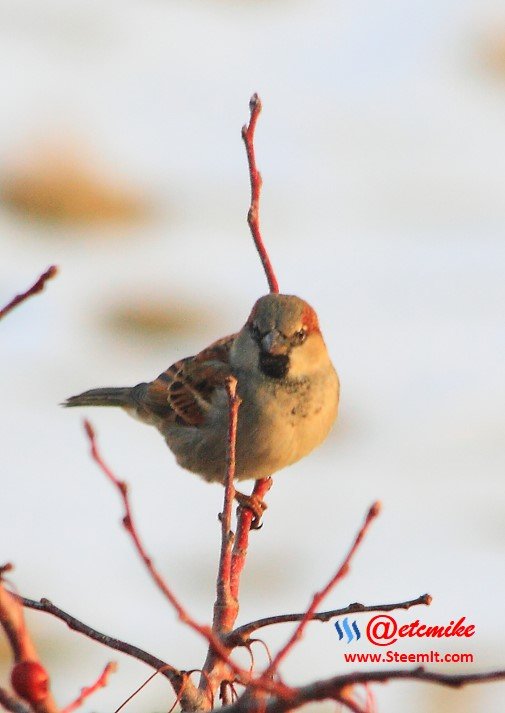 House Sparrow PFW0040.JPG