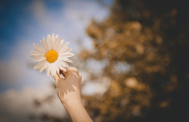 chamomile-blurred-background-sky-forest-joy-good-mood-symbol-love-165774957.jpg