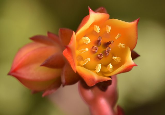 Echeveria mini no ID flowers macro 3.jpg