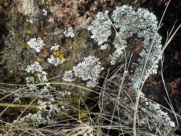 lichen.jpg
