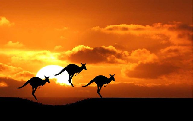 kangaroo-australia.jpg