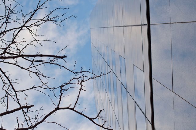 Tree and glass.JPG
