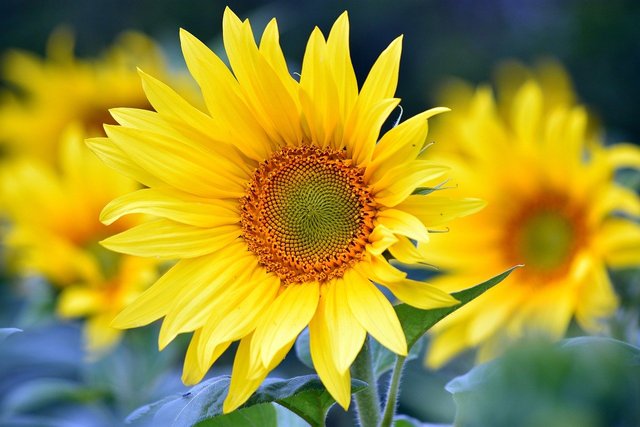 sunflowers-8351807_1280.jpg