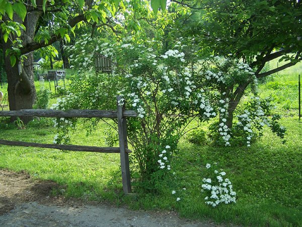 Spirea crop June 2019.jpg