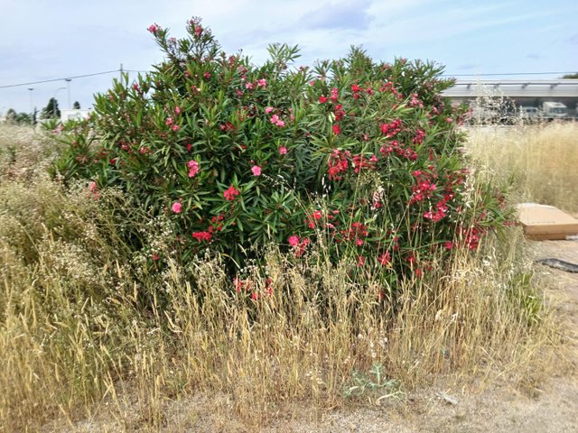 IMG-20250605-WA0009.jpg