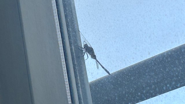 IMG_2520.jpeg