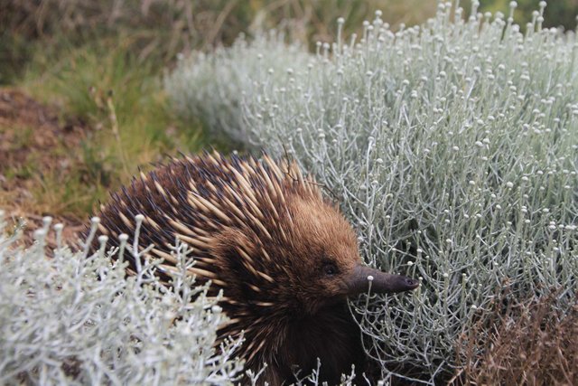 Echidnas-full-front-IMG_8999.jpg