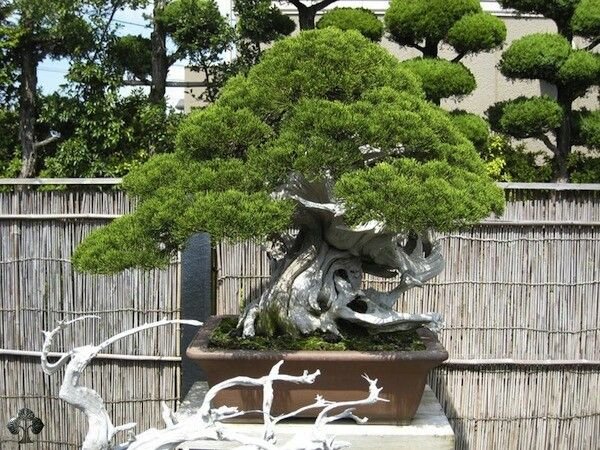 5b4e617eb8419f654f38c15132d9d92b--bonsai-trees-bonsai-tree-care.jpg