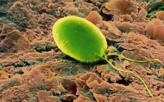 microorganisms_algae.jpg