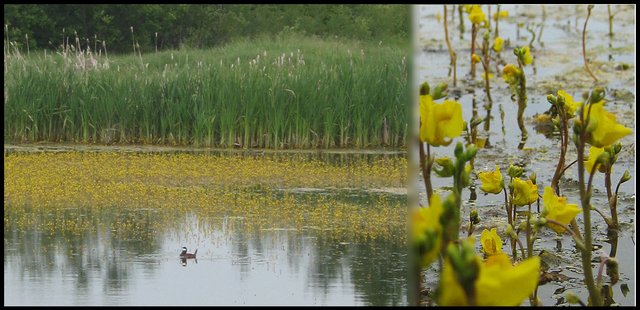closeup wood duck in pond with yellow flowers closeup pic added.JPG