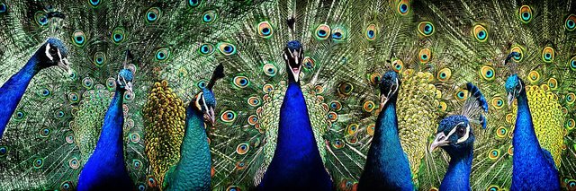 peacock-2459999__340.jpg