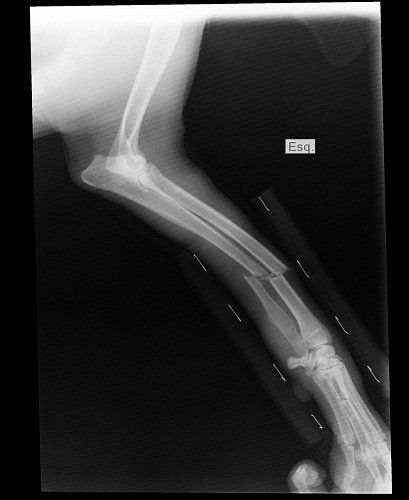 x-ray-1188175_1280.jpg