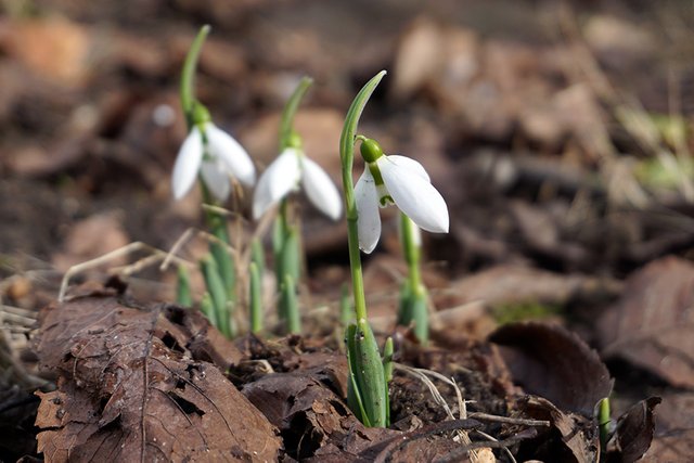 Snowdrops_4_s.jpg