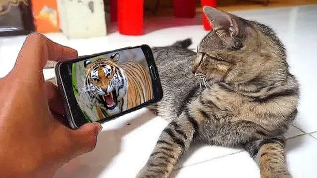 cat watch tiger roar.jpg